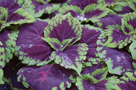 Coleus
